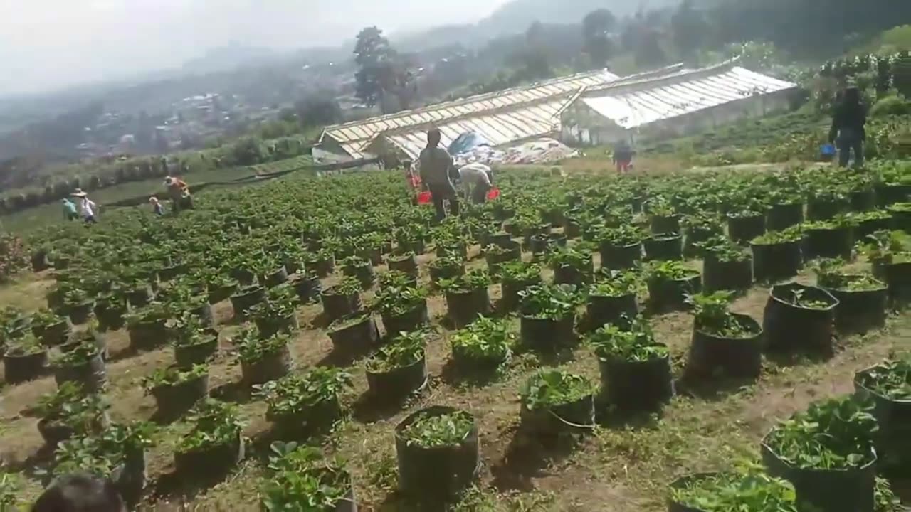 Strawberry Harvest in the Highland Garden | Fresh and Sweet - Part 1