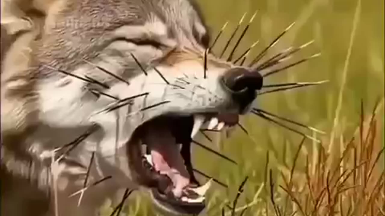 The lions attacked the porcupine, and what happened next...