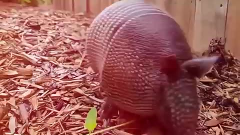 Breaking: The Most INSANE Animal Facts