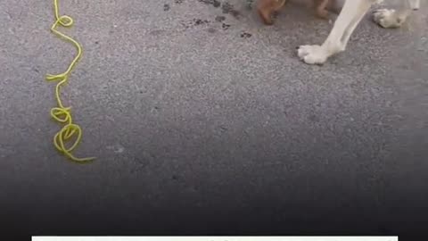 🐶❤️ Watch This Puppy Get Rescued From A Hole And Reunite With Its Mom! | FeedMyCuriosity