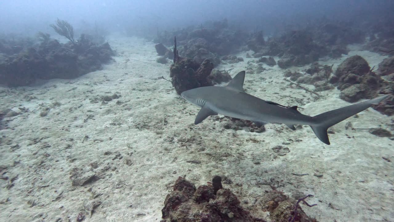 Shark scatters scuba divers in St Croix
