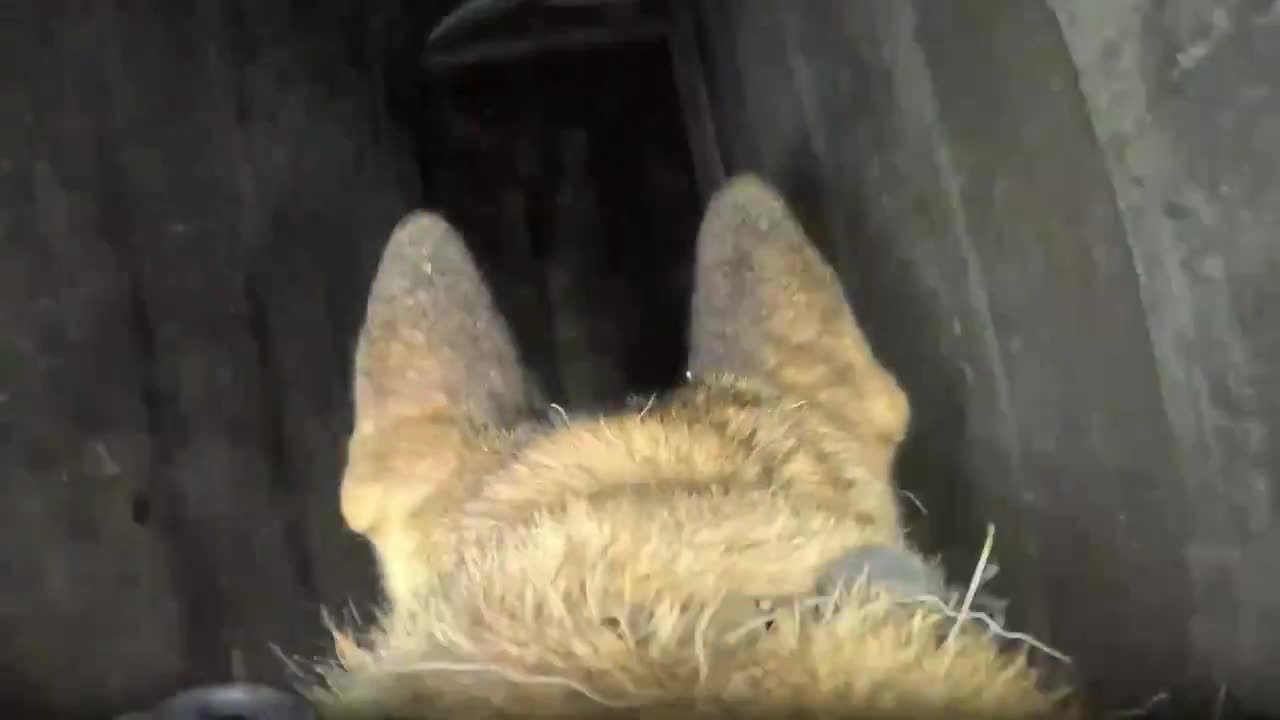 GOOD BOY, BAD TUNNEL: IDF Military Dog Cam Exposes Terrorist Rocket Stash thumbnail