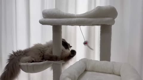 Is This the Best Cat Tree Ever? Upgrade Your Cat’s Playground with Multi-Level Fun!