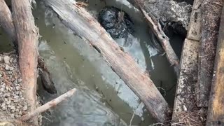 Alligator hibernation hole