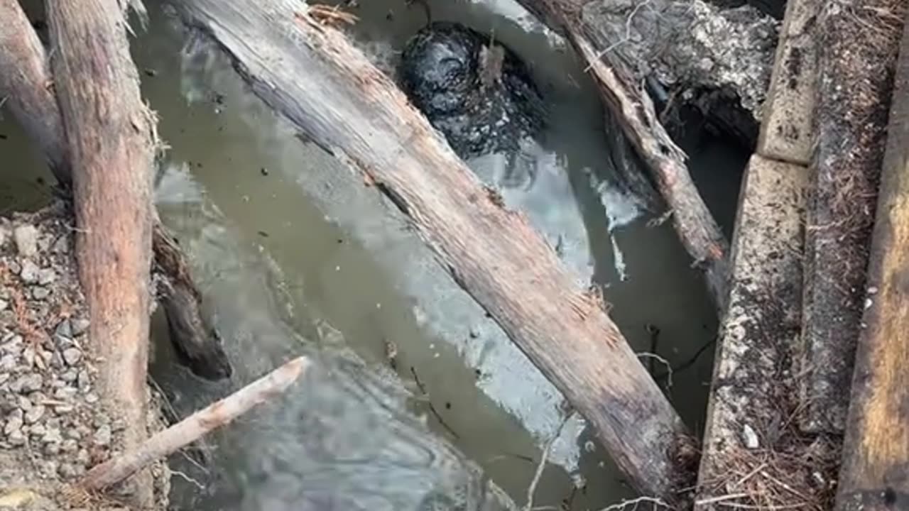 Alligator hibernation hole