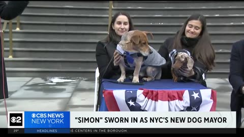 Simon the Basset cattle dog officially sworn in as second honorary dog mayor of NYC