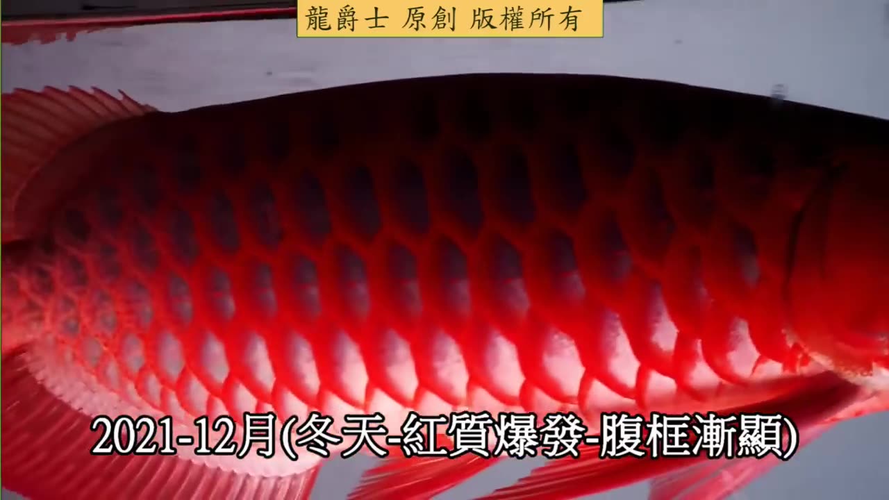 【龍爵士】玩家飼養紀錄 紅龍發色過程