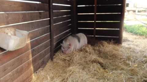 I Tried Western Horse Riding Barefoot (Loser Ana Deleted YouTube Video)