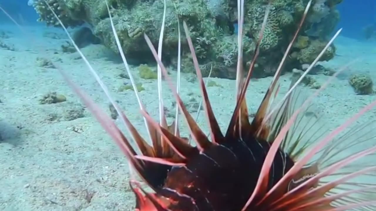 Lionfish is the masters of camouflage....