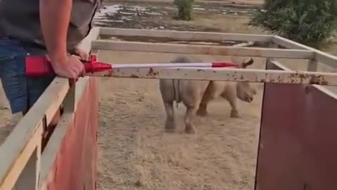 🧠✨ Rhino Relocation Goes Wrong on World Rhino Day! | FeedMyCuriosity