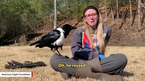 An association that takes care of a crow since it was young