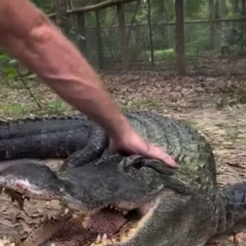 Man narrowly escapes Crocodile attack