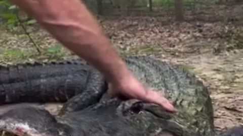 Man narrowly escapes Crocodile attack