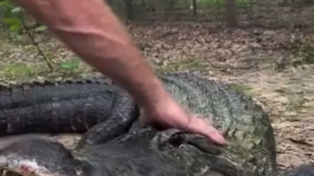 Man narrowly escapes Crocodile attack