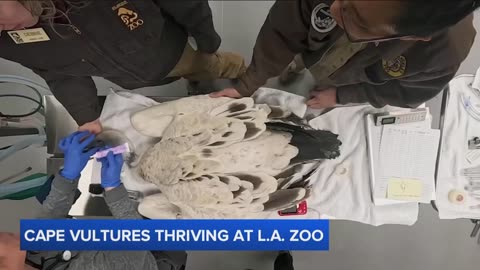 The new Cape vulture exhibit, L.A. Zoo