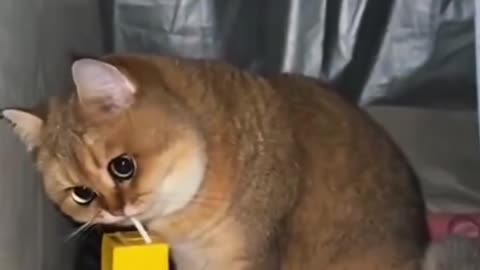 Funny Animal_vedios