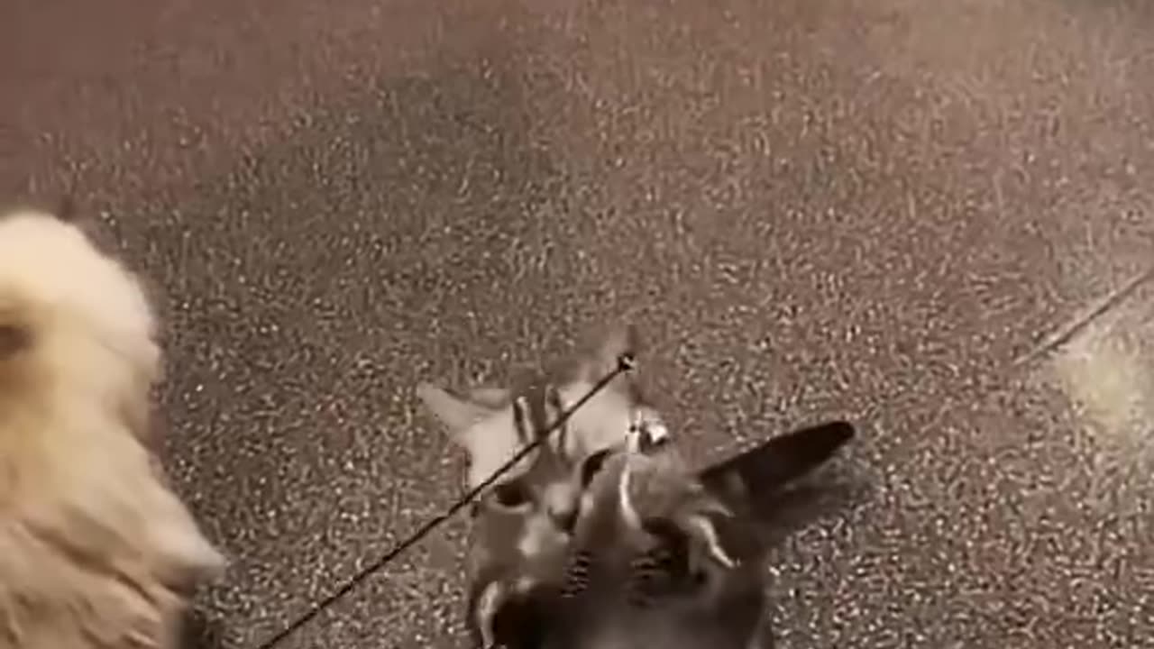 cat videos #61 🙀cat funny videos 😻Funny cat videos