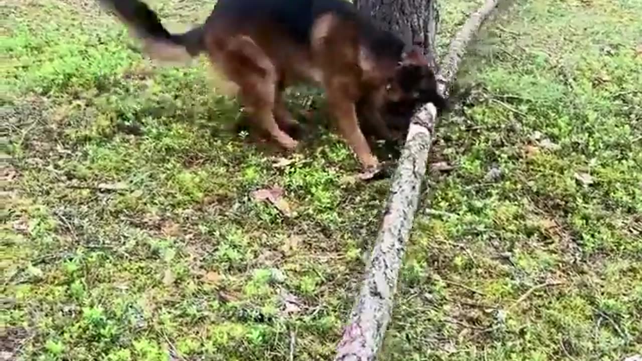 🤯👀 You Won't Believe What Happens When You Try To Build A Giant Stick! | FeedMyCuriosity