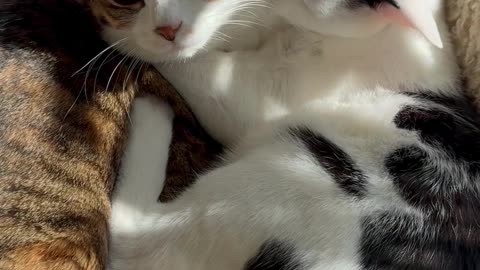 Two souls wrapped in pure comfort… this bond is something truly special ❤️🐾