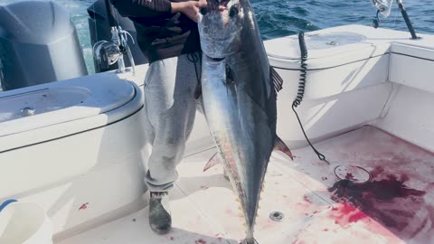 Catching big Bluefin Tuna in winter!!