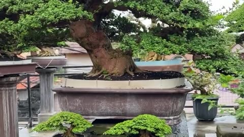Bonsai sancang