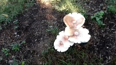 Wild Mushrooms: American Parasol Mushroom and Ink Cap