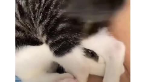 Hilarious Cats Battling With Their Tails