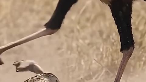Secretary bird vs Rattle snake