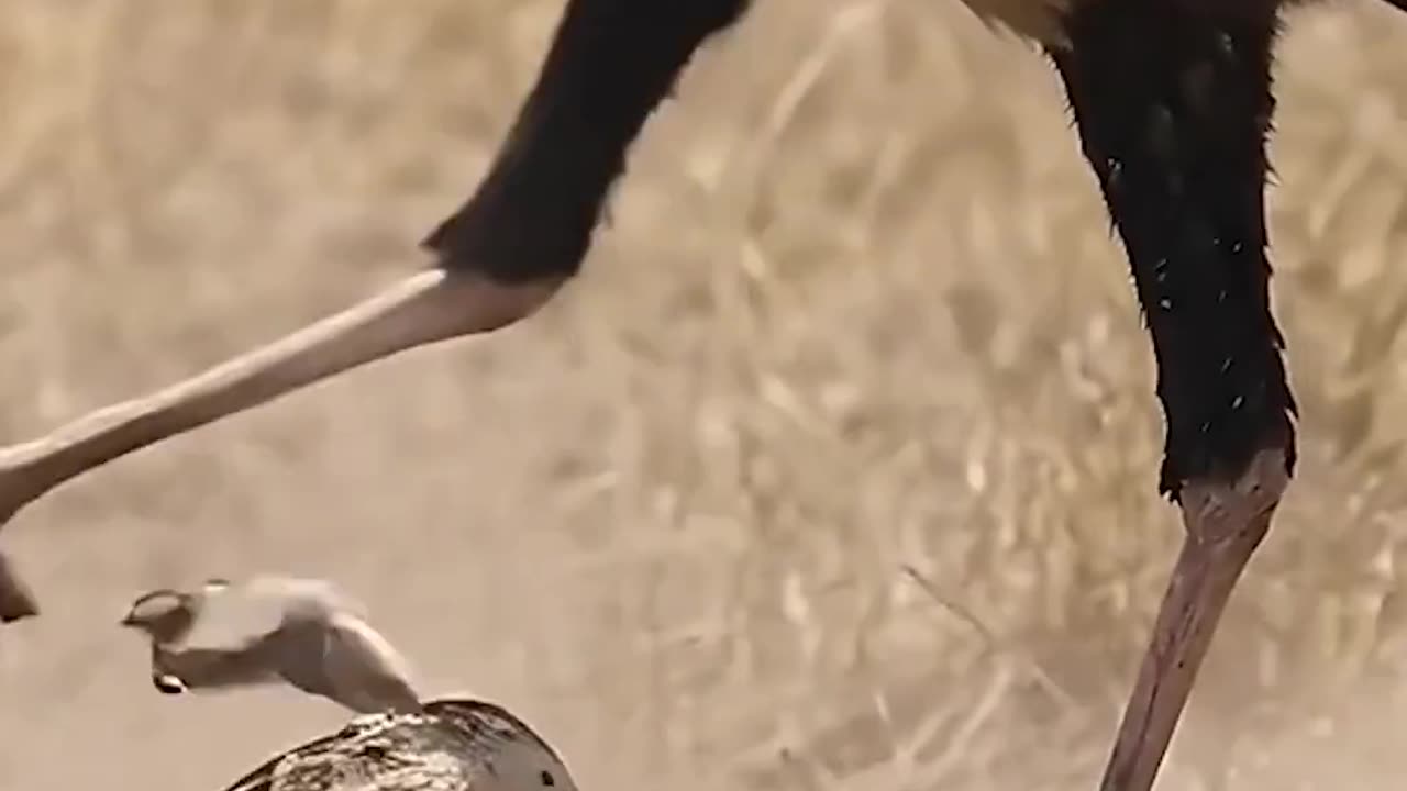 Secretary bird vs Rattle snake