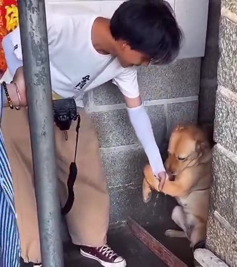 助けて！わんこの願い