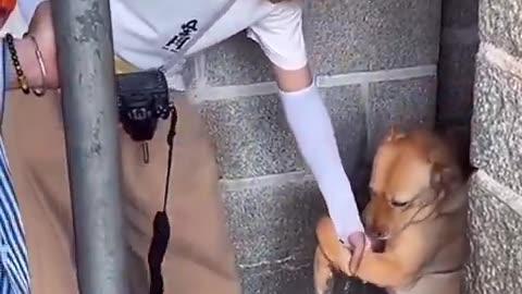 助けて！わんこの願い