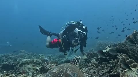 Diving into a Coral Garden 🌺 | Nature’s Underwater Masterpiece"