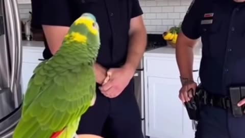 Cheerful parrot Mad the bird 🦜🚓😂😂😍😍🎬✨❤️ ⏰👨‍👨‍👧‍👧🥰😅