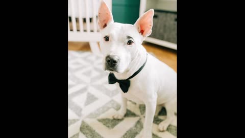 Tucker’s Tail (A Song for Logan) #Bluegrass Version