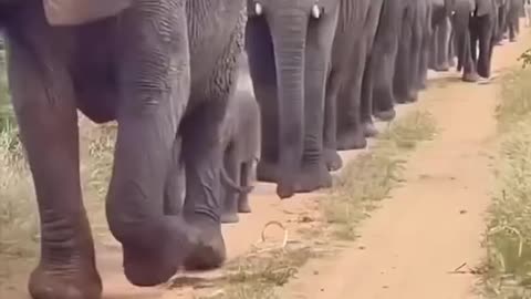 Baby Elephant acting like human Kid