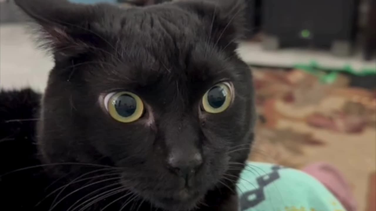 Cute Precious Piper is So Alert - My Adopted Shelter Cat Vlog #shorts