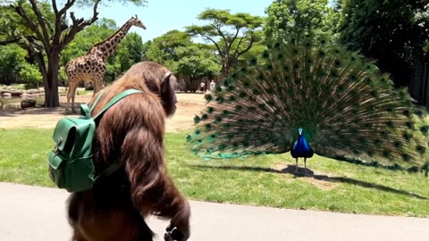 Today our monkey Toronto roaming around the zoo 