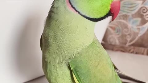 fun with parrot