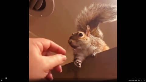 Humor: This squirrel looks at the human with such loving eyes lol to music