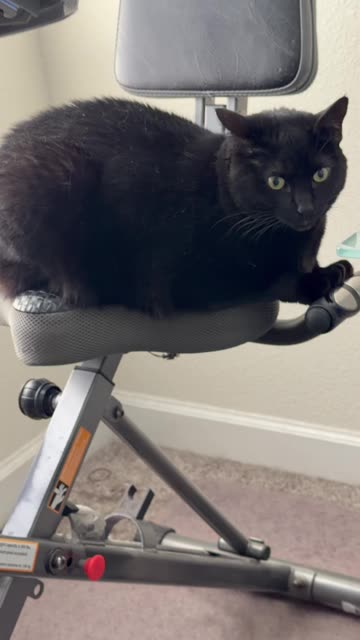 Cute Precious Piper Should Be in a Catalog - My Adopted Shelter Cat Vlog #shorts