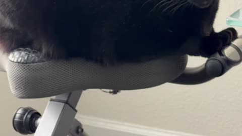 Cute Precious Piper Should Be in a Catalog - My Adopted Shelter Cat Vlog #shorts