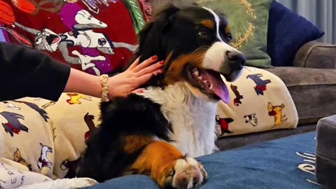 Bernese Puppy Snarls With Pets