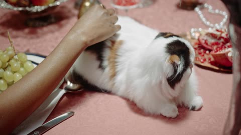 Cute Cat with its Owner