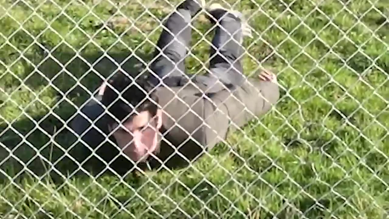 How animals get over a fence 😂