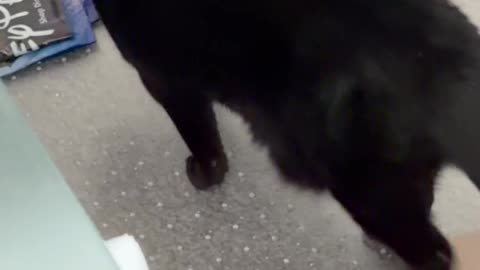 Cute Precious Piper Leaves the Room - My Adopted Shelter Cat Vlog. #shorts
