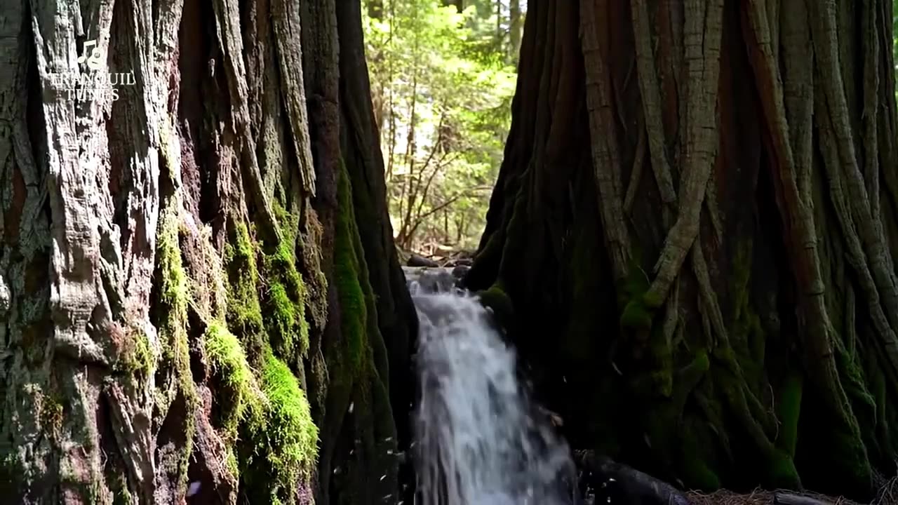 7 Minutes Meditation Music, Calming Music, Stress Relief Music