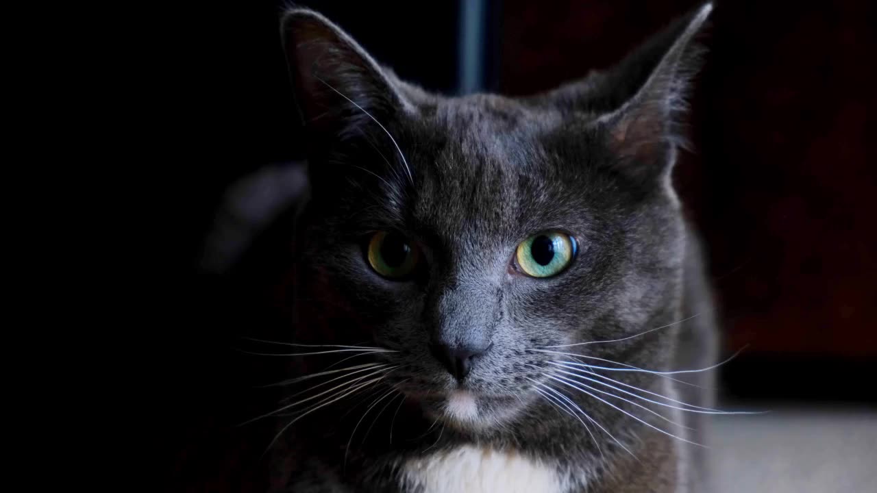 Black Cats Deserve More Love! 🖤🐾