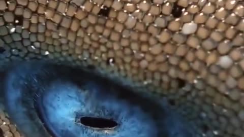 🦈👀 Close up shot of a Shark's eye! | FeedMyCuriosity