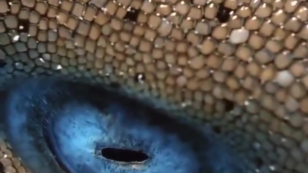🦈👀 Close up shot of a Shark's eye! | FeedMyCuriosity