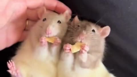 Sister Rats Enjoy Dried Apple Snack